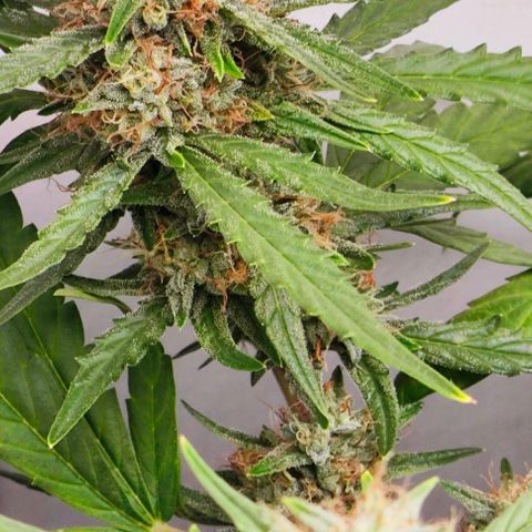 MAK OG AUTO - Pure Instinto growlog timeline photo