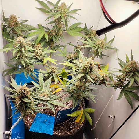 MAK OG AUTO - Pure Instinto growlog timeline photo