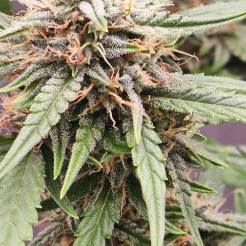 MAK OG AUTO - Pure Instinto growlog timeline photo