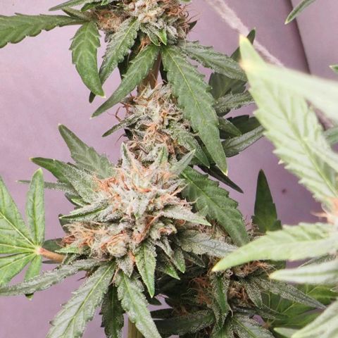 MAK OG AUTO - Pure Instinto growlog timeline photo