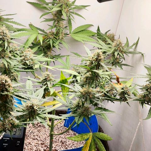 MAK OG AUTO - Pure Instinto growlog timeline photo