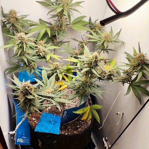 MAK OG AUTO - Pure Instinto growlog timeline photo