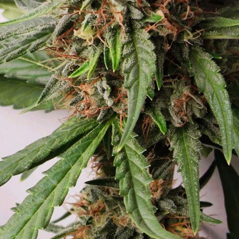 MAK OG AUTO - Pure Instinto growlog timeline photo