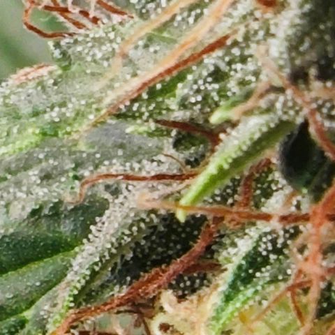 MAK OG AUTO - Pure Instinto growlog timeline photo