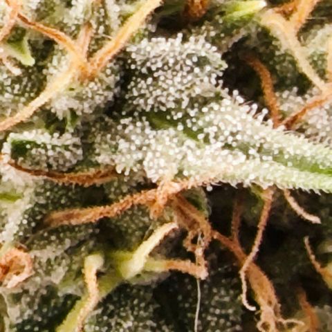 MAK OG AUTO - Pure Instinto growlog timeline photo