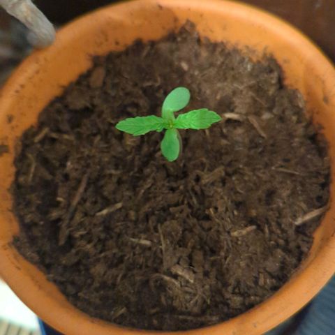 Honey Creme  growlog photo: Pflanzen 1 u. 2 bilden 2. Blattpaar. 
Nr.3: erstes Blattpaar ausgebildet(leichte deformationen, grund unbekannt)
Wachstum langsam aber stetig.
(umtopfen in 1-2 Tagen geplant)