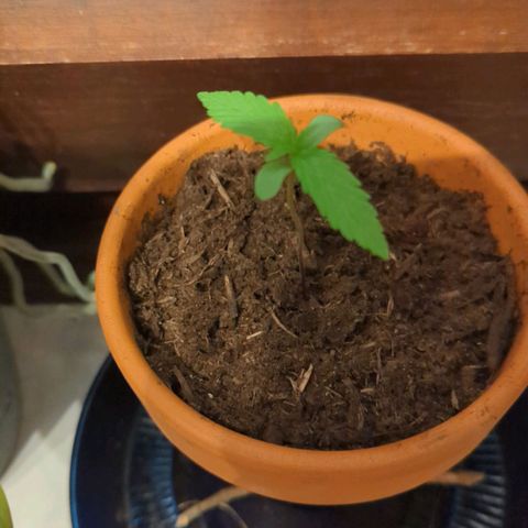 Honey Creme  growlog photo: Pflanzen 1 u. 2 bilden 2. Blattpaar. 
Nr.3: erstes Blattpaar ausgebildet(leichte deformationen, grund unbekannt)
Wachstum langsam aber stetig.
(umtopfen in 1-2 Tagen geplant)