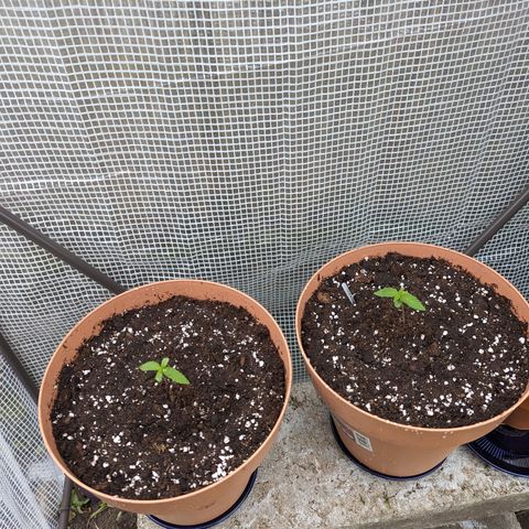 Honey Creme  growlog photo: Wurzelwerk aus erstem Topf voll ausgebildet
