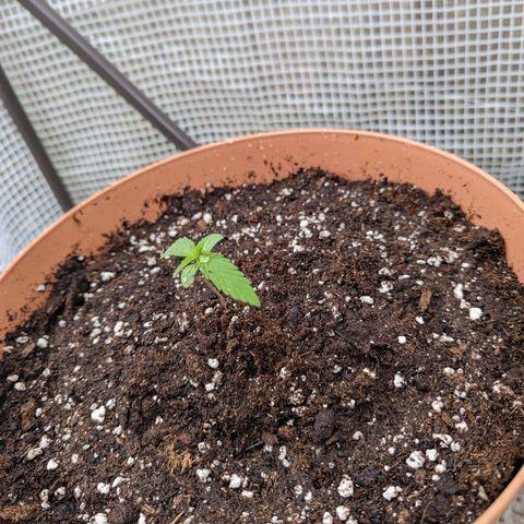 Honey Creme  growlog photo: Wurzelwerk aus erstem Topf voll ausgebildet