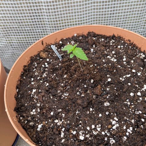 Honey Creme  growlog photo: Wurzelwerk aus erstem Topf voll ausgebildet