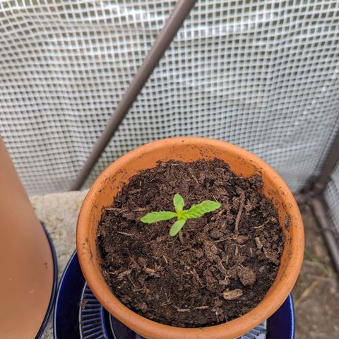 Honey Creme  growlog photo: Wurzelwerk aus erstem Topf voll ausgebildet
