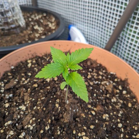 Honey Creme  growlog photo: So langsam beginnt das Wachstum schneller zu werden