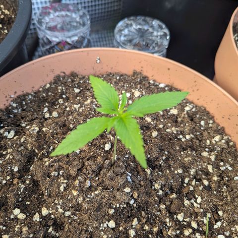 Honey Creme  growlog photo: So langsam beginnt das Wachstum schneller zu werden