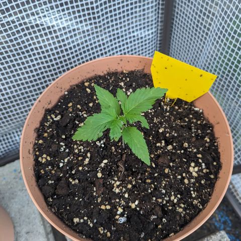 Honey Creme  growlog photo: Schneckenbissspuren an Nr.1 (was für Mistviecher) aber sie wirds überleben 😅