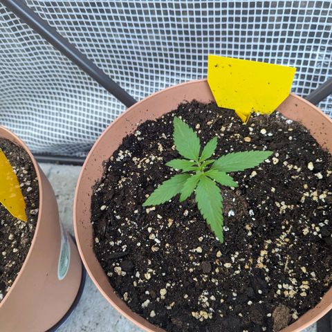 Honey Creme  growlog photo: Schneckenbissspuren an Nr.1 (was für Mistviecher) aber sie wirds überleben 😅