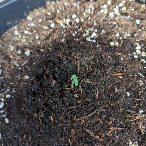 Äpfelein  growlog timeline photo