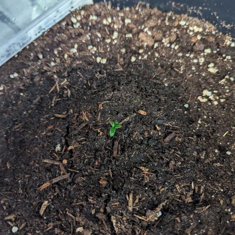 Äpfelein  growlog timeline photo