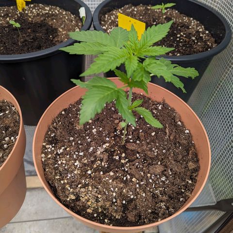 Honey Creme  growlog timeline photo