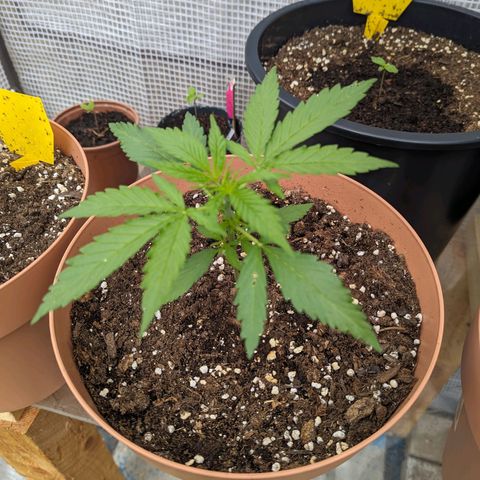Honey Creme  growlog timeline photo