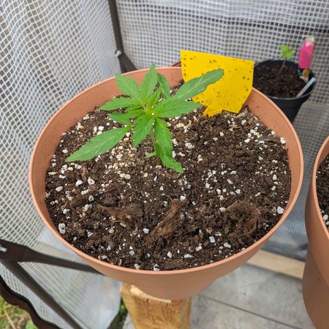 Honey Creme  growlog timeline photo