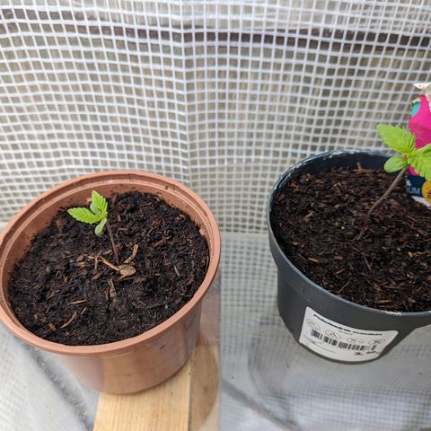 Hochzeitstorte  growlog timeline photo
