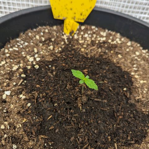 Äpfelein  growlog timeline photo