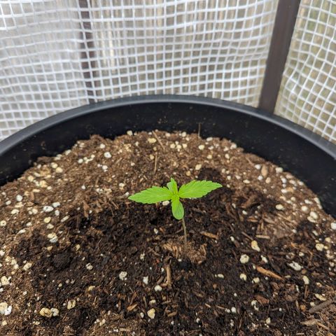 Äpfelein  growlog timeline photo