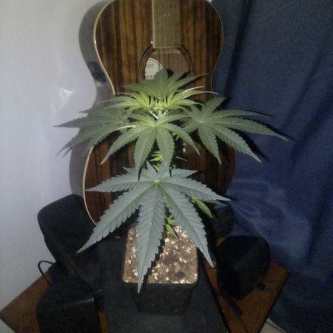 SS#1 growlog photo: Mother