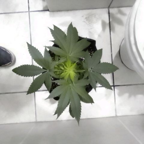 SS#1 growlog photo: Sunset sherbet 