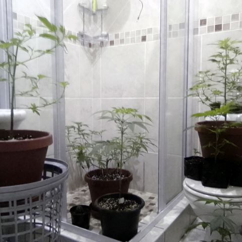 SS#1 growlog timeline photo