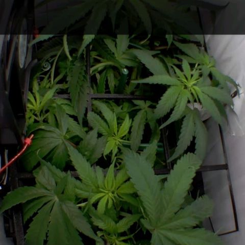Luna und Doriane "Max Powers"  growlog timeline photo