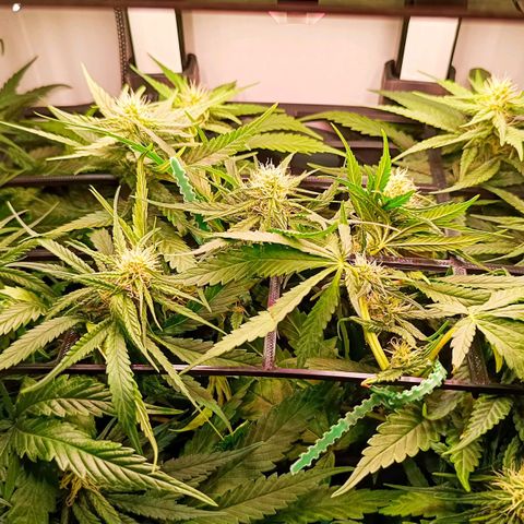 Luna und Doriane "Max Powers"  growlog photo: Gegossen, 250 ml