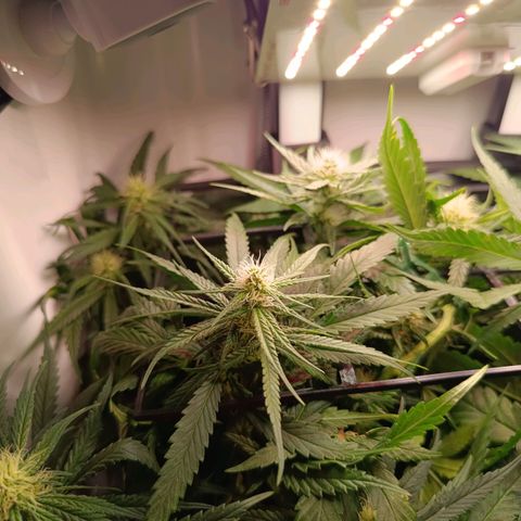 Luna und Doriane "Max Powers"  growlog timeline photo