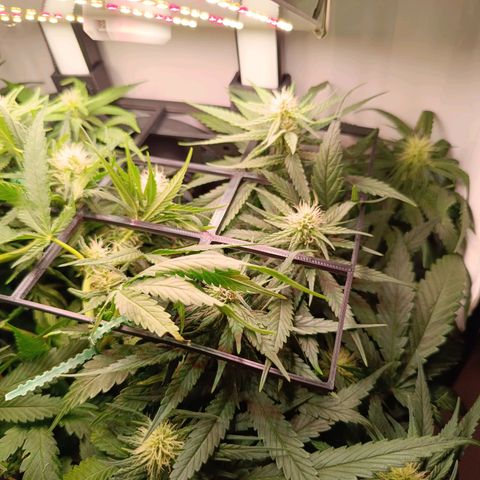 Luna und Doriane "Max Powers"  growlog timeline photo