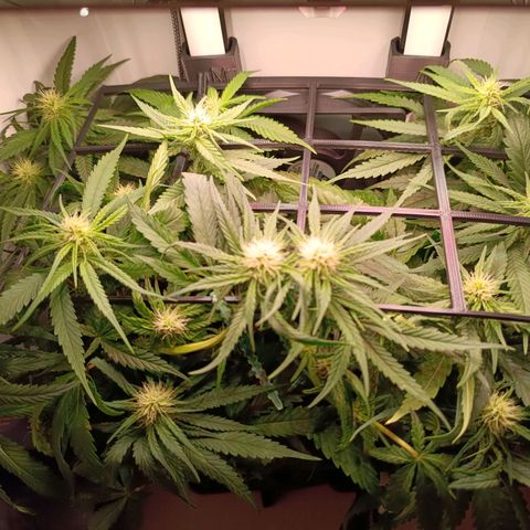Luna und Doriane "Max Powers"  growlog photo: Gegossen 250 ml