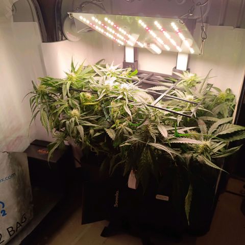 Luna und Doriane "Max Powers"  growlog photo: Gegossen 200 ml