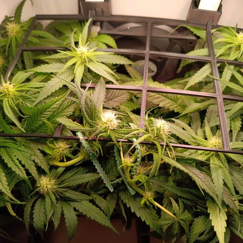 Luna und Doriane "Max Powers"  growlog photo: Gescrogt LST