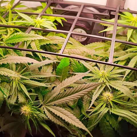 Luna und Doriane "Max Powers"  growlog photo: Gegossen, LST