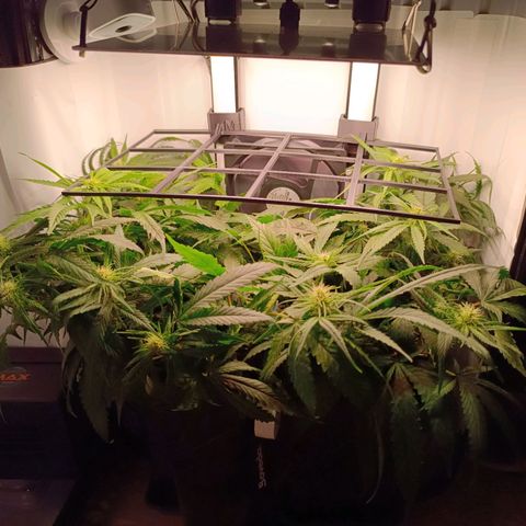 Luna und Doriane "Max Powers"  growlog timeline photo