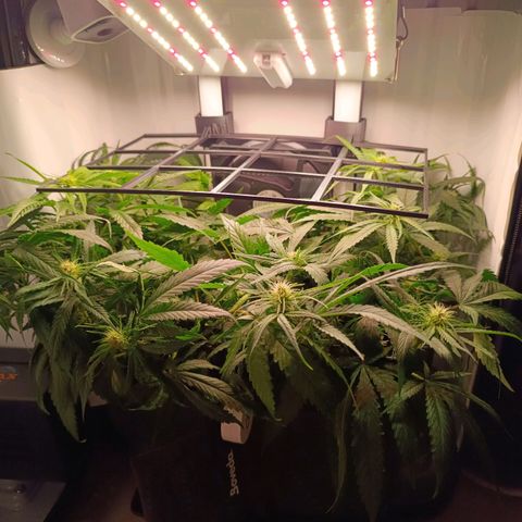 Luna und Doriane "Max Powers"  growlog timeline photo