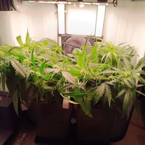 Luna und Doriane "Max Powers"  growlog timeline photo
