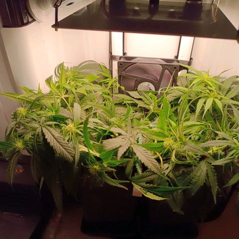 Luna und Doriane "Max Powers"  growlog timeline photo