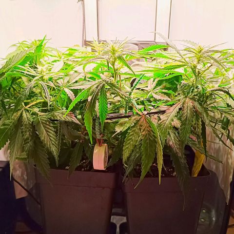 Luna und Doriane "Max Powers"  growlog timeline photo