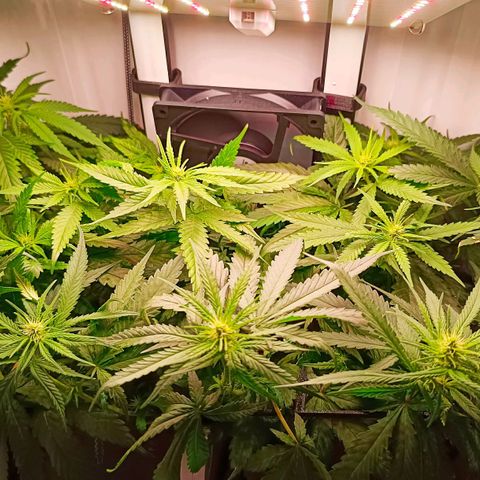 Luna und Doriane "Max Powers"  growlog timeline photo
