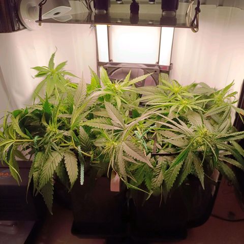 Luna und Doriane "Max Powers"  growlog timeline photo