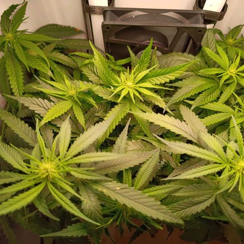 Luna und Doriane "Max Powers"  growlog timeline photo