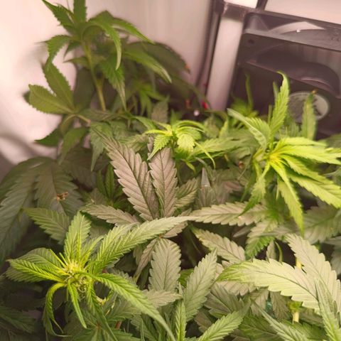 Luna und Doriane "Max Powers"  growlog photo: Gegossen 