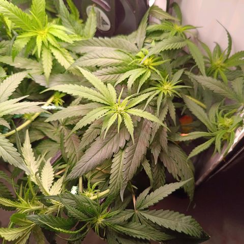 Luna und Doriane "Max Powers"  growlog photo: Gegossen 