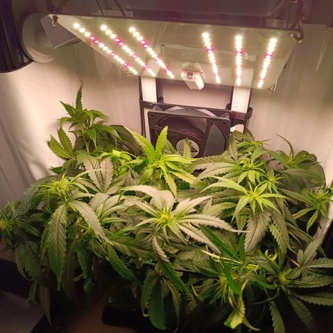 Luna und Doriane "Max Powers"  growlog photo: Gegossen 