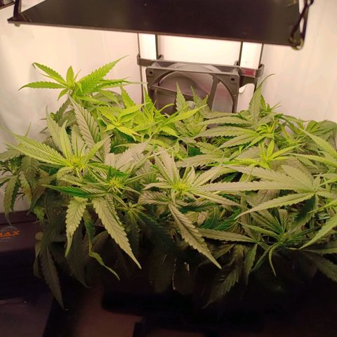 Luna und Doriane "Max Powers"  growlog timeline photo
